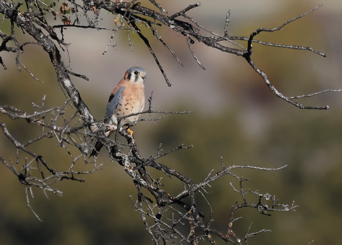 American Kestrel - ML645304685