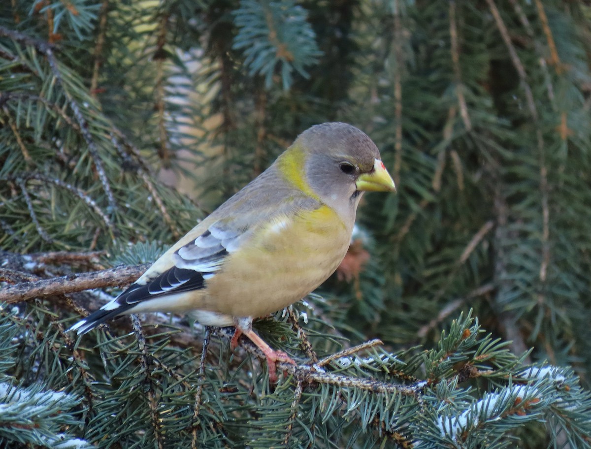 キビタイシメ - ML645304686