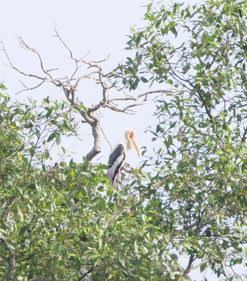 Painted Stork - ML645304689