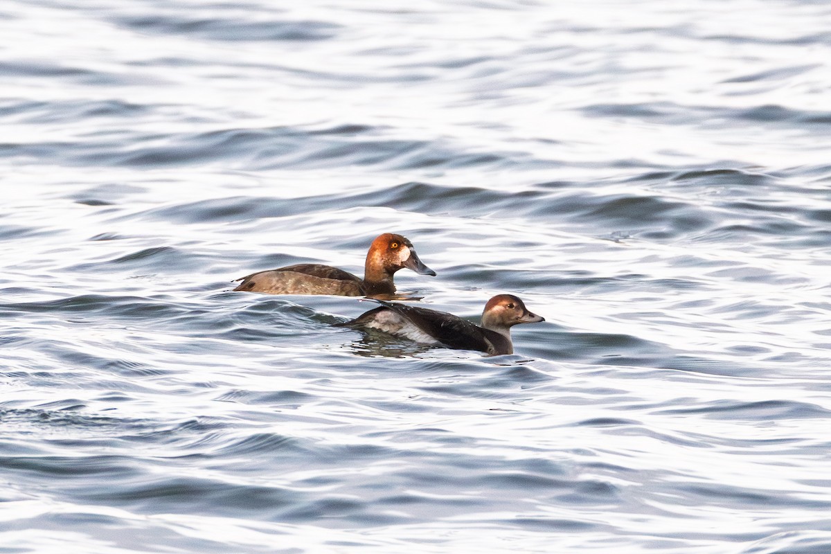 Long-tailed Duck - ML645304690
