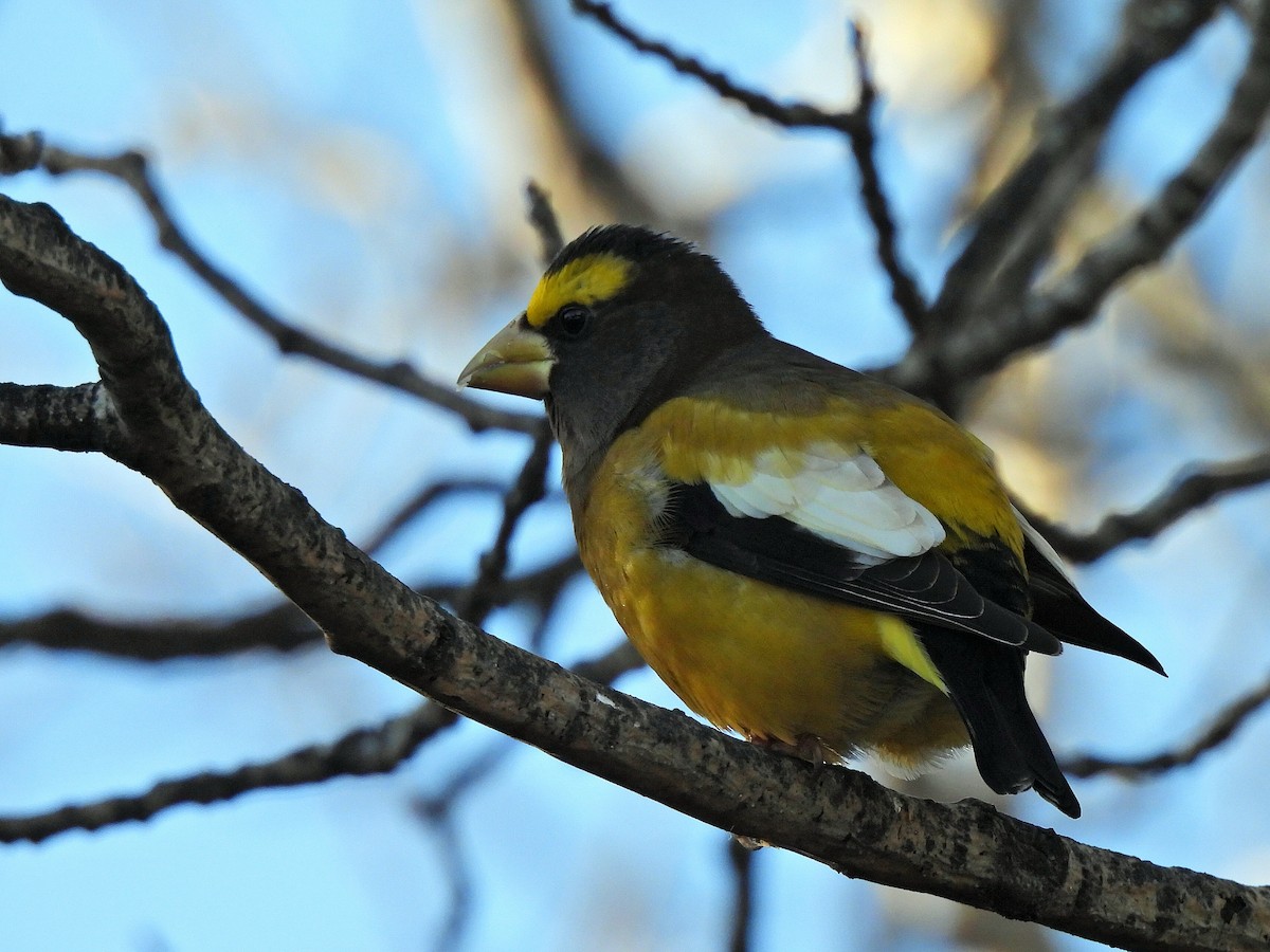 キビタイシメ - ML645304691