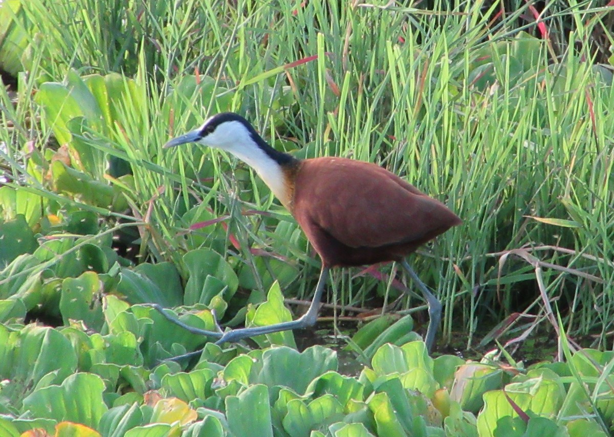 African Jacana - ML645304692