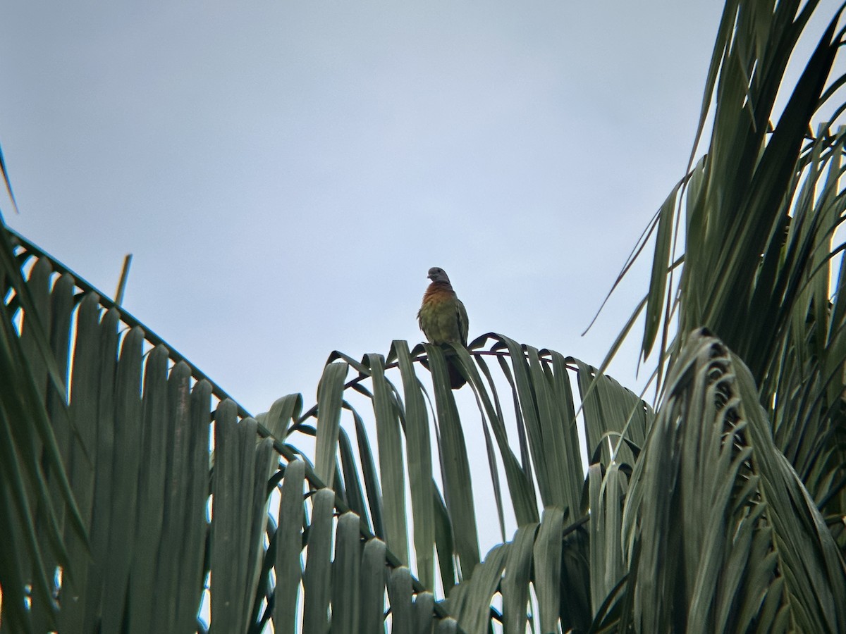 Pink-necked Green-Pigeon - ML645304694