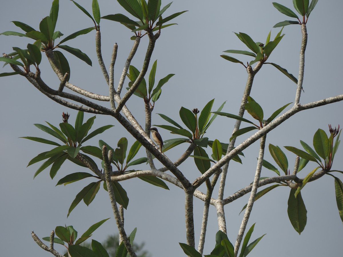 Brown Shrike - ML645304695