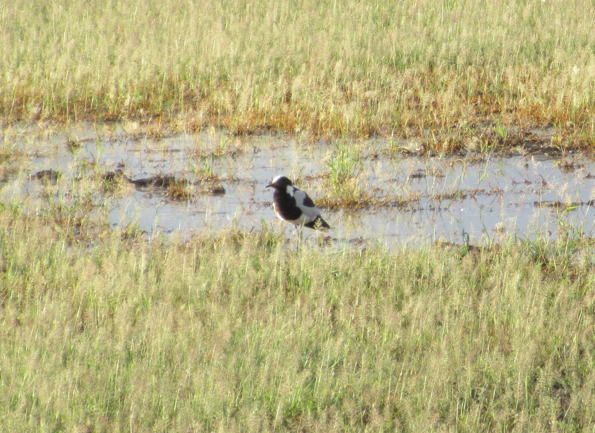 Blacksmith Lapwing - ML645304697