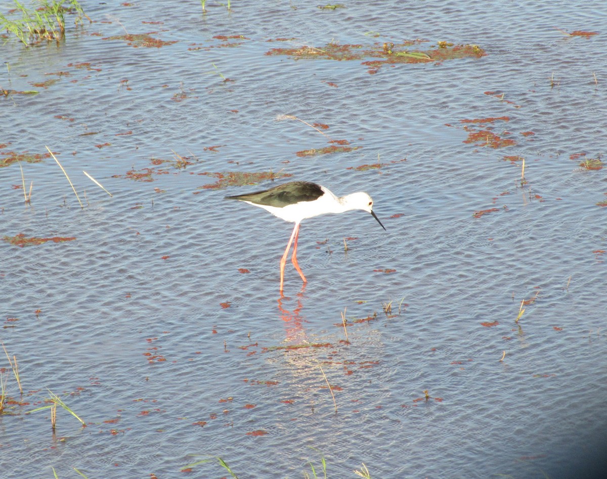 Black-winged Stilt - ML645304699
