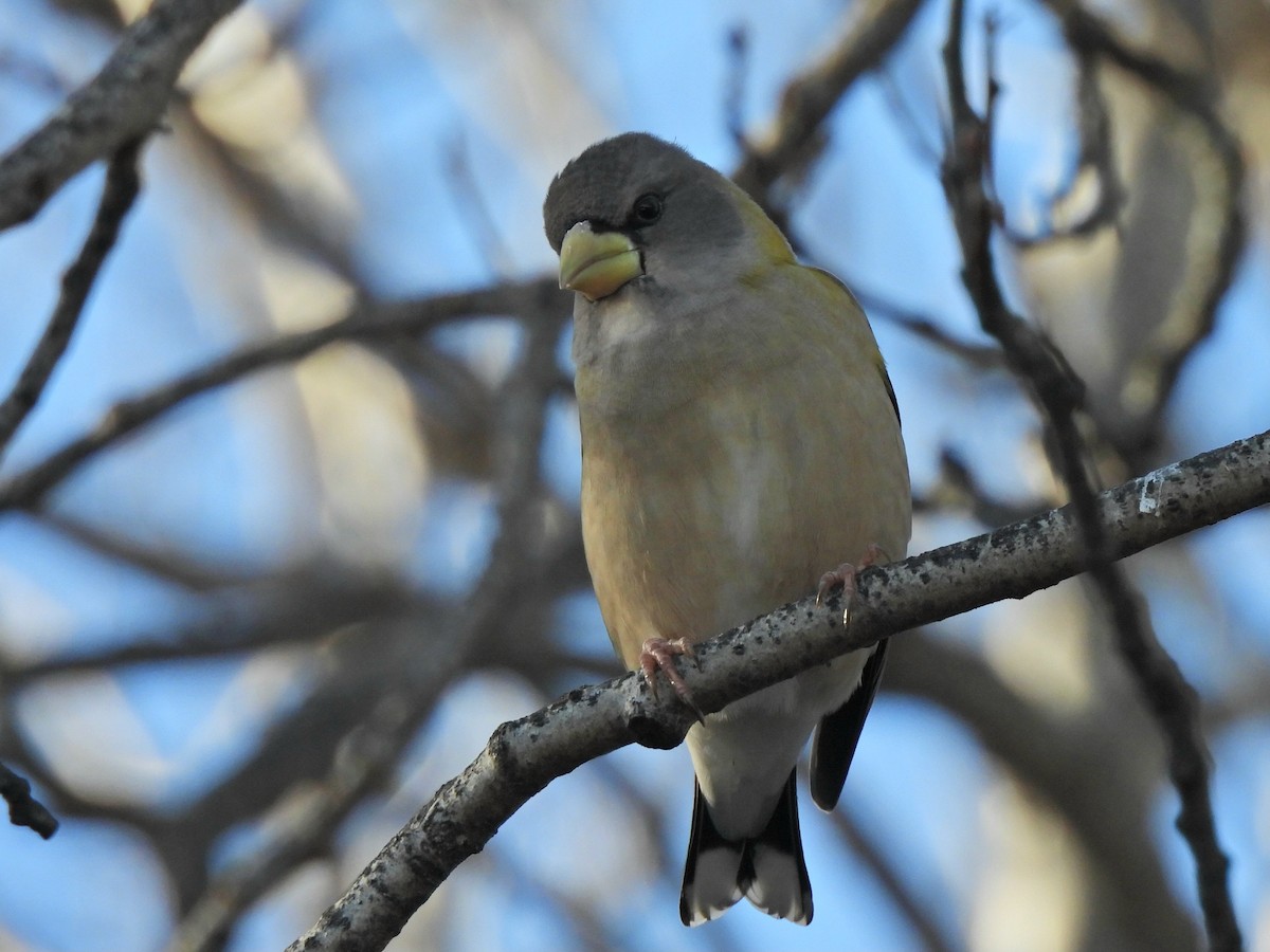 Evening Grosbeak - ML645304704