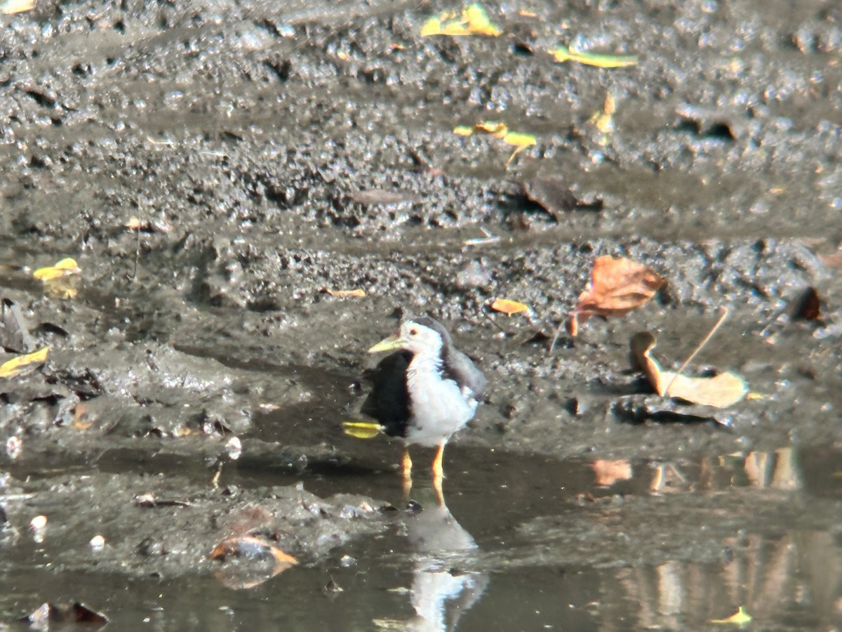 White-breasted Waterhen - ML645304705