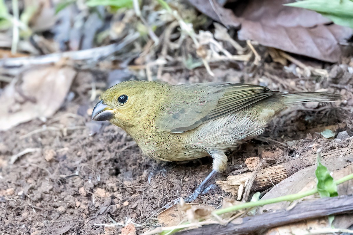 Variable Seedeater - ML645304706
