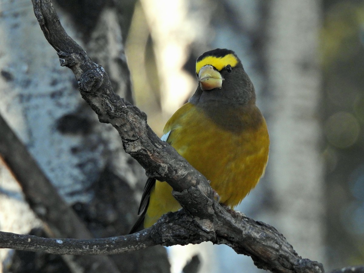 Evening Grosbeak - ML645304708