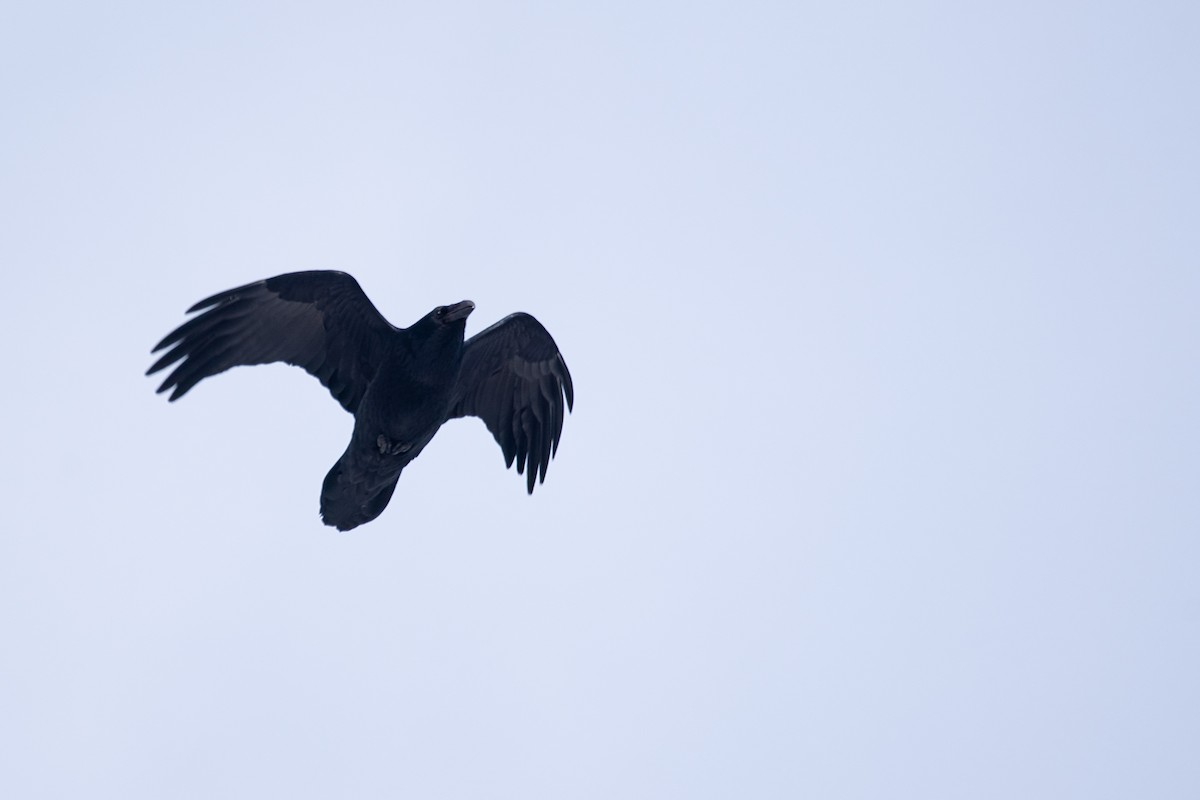 Common Raven - ML645304709