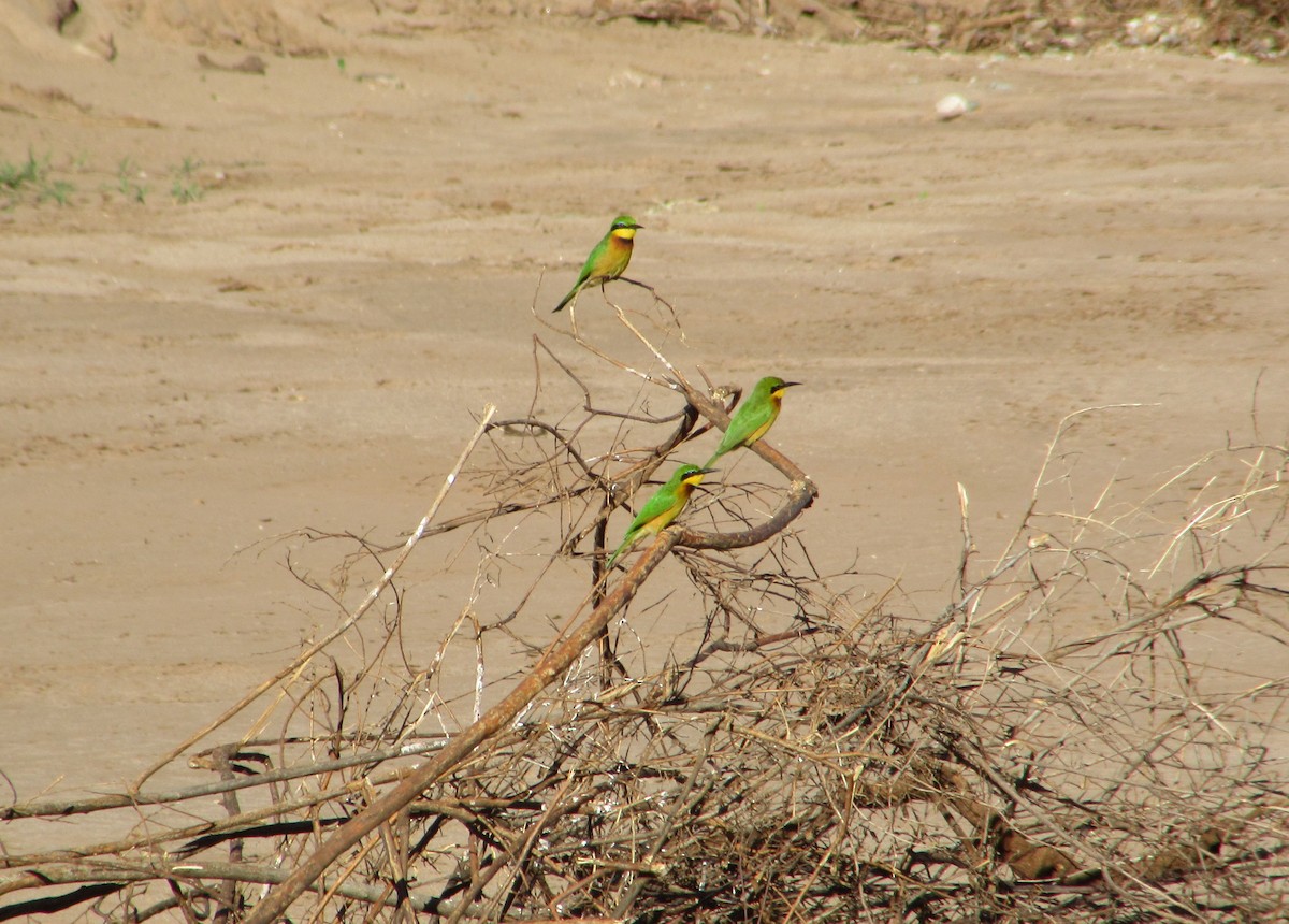 Little Bee-eater - ML645304710