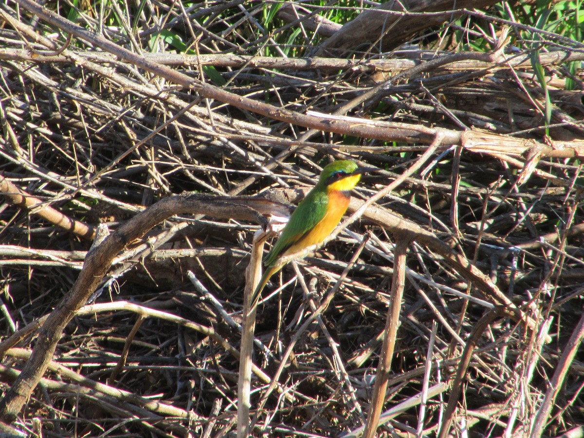 Little Bee-eater - ML645304711