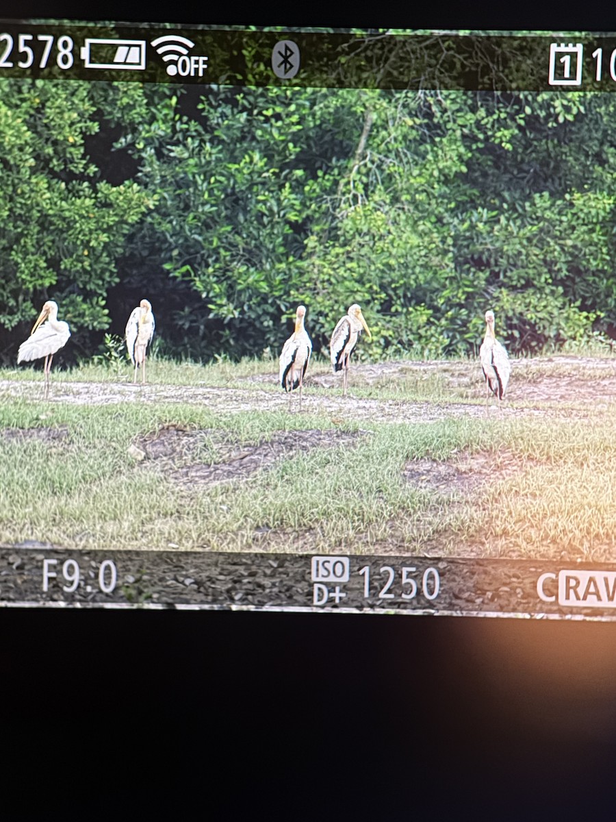 Milky x Painted Stork (hybrid) - ML645304712