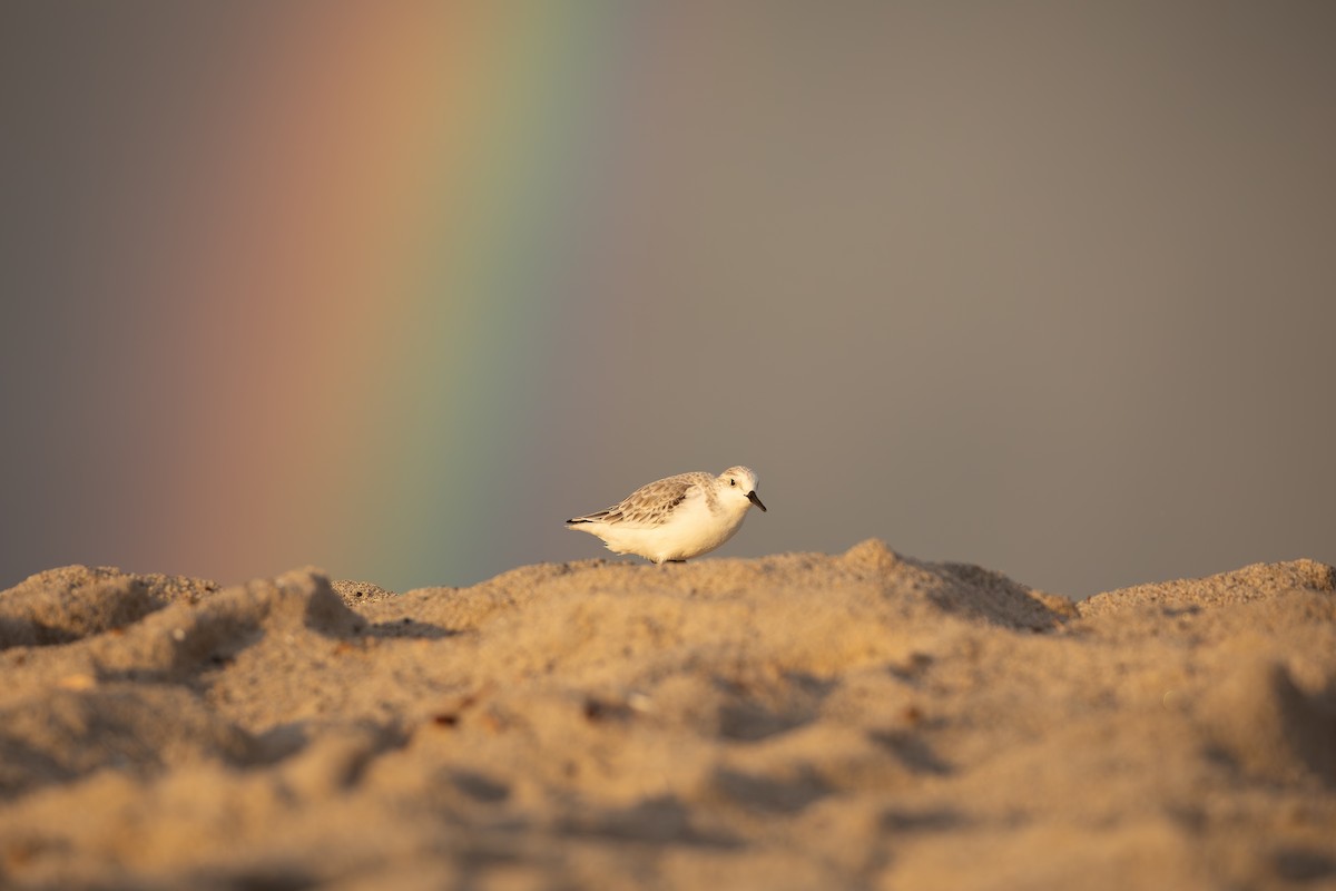 Sanderling - ML645304713