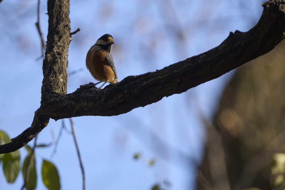 Varied Tit - ML645304714
