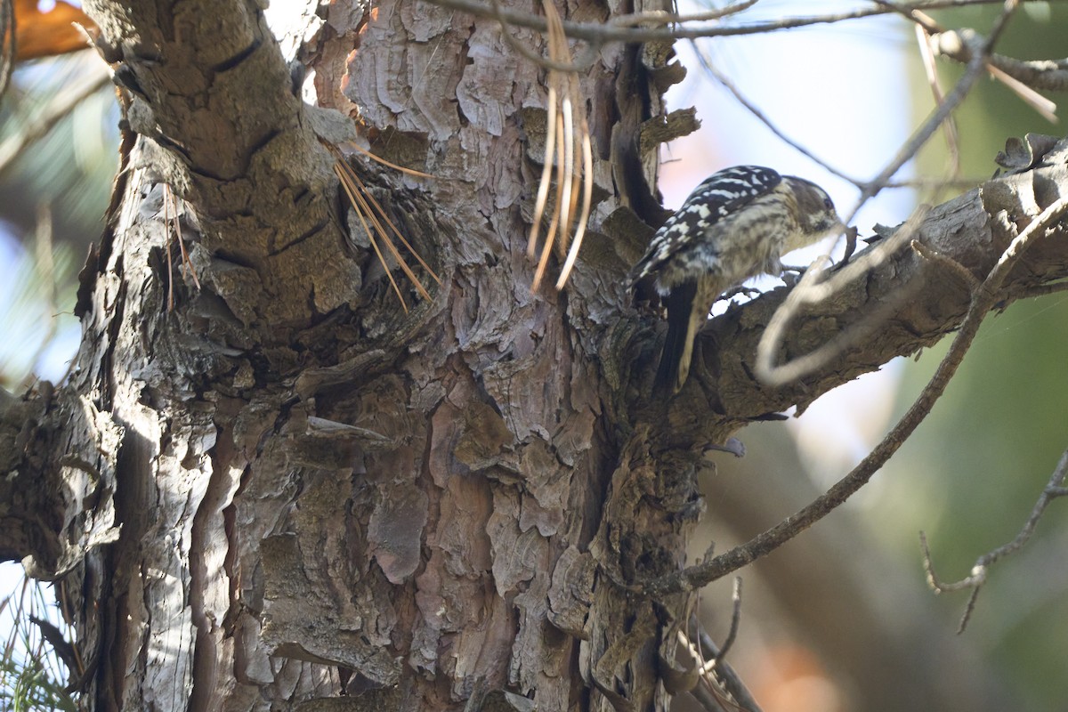 Japanese Pygmy Woodpecker - ML645304718