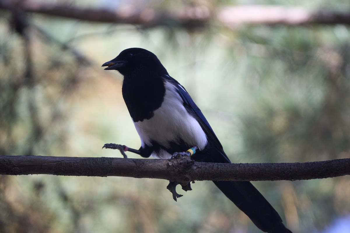 Oriental Magpie - ML645304720