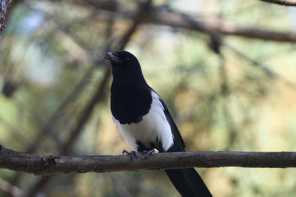 Oriental Magpie - ML645304721