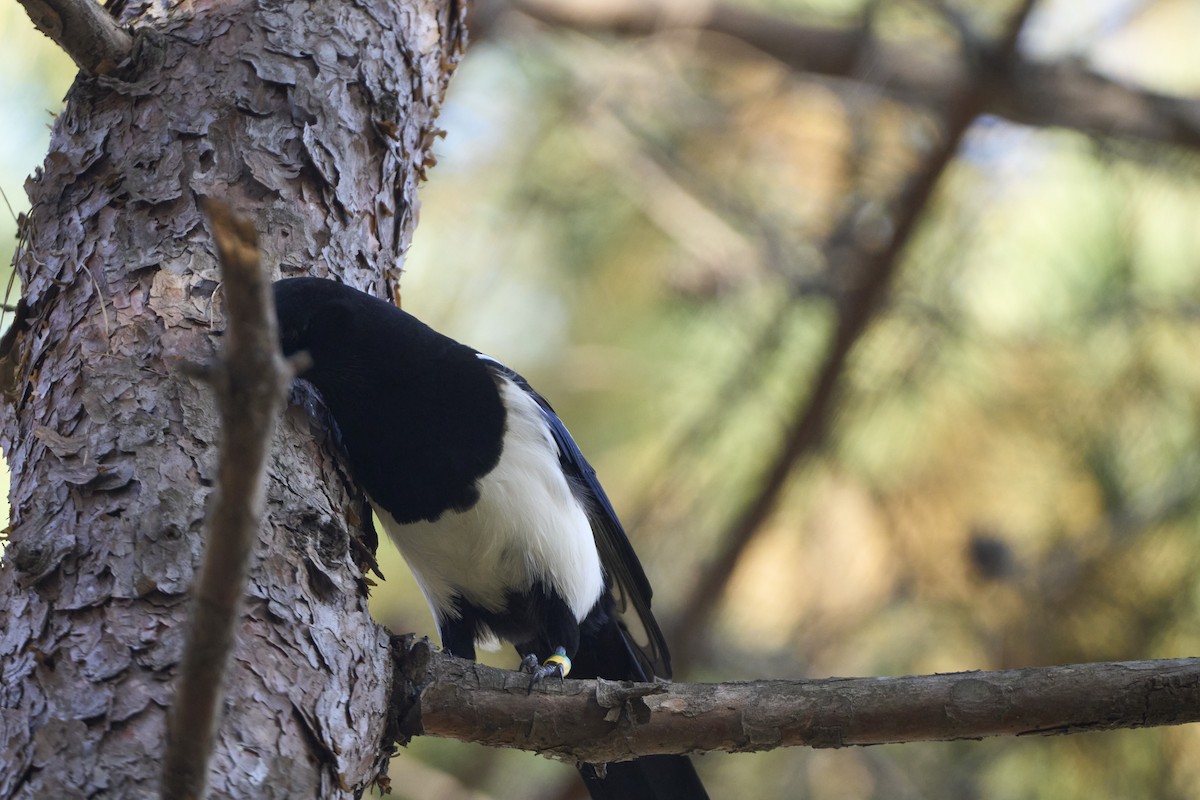 Oriental Magpie - ML645304722