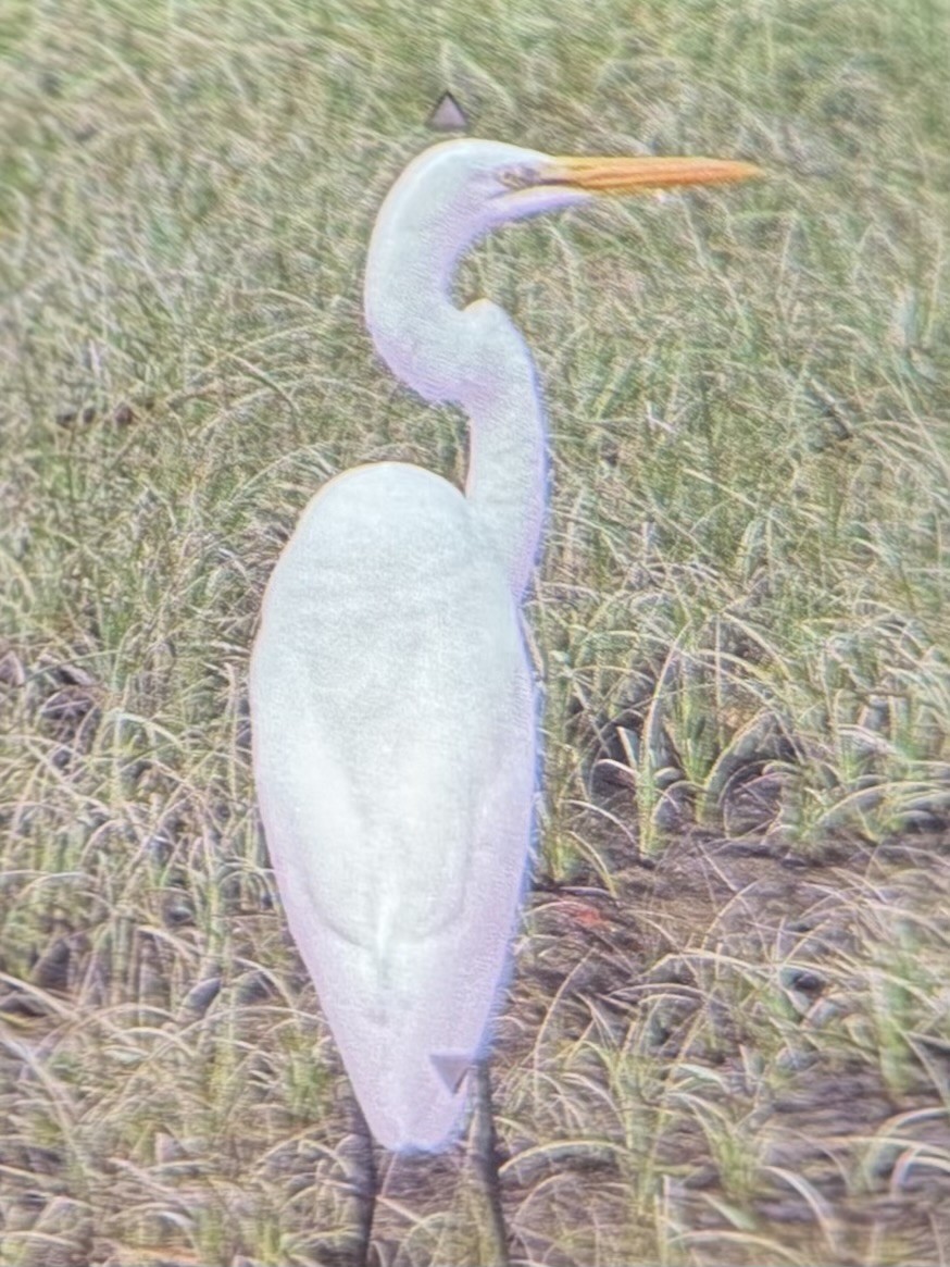 Great Egret - ML645304724