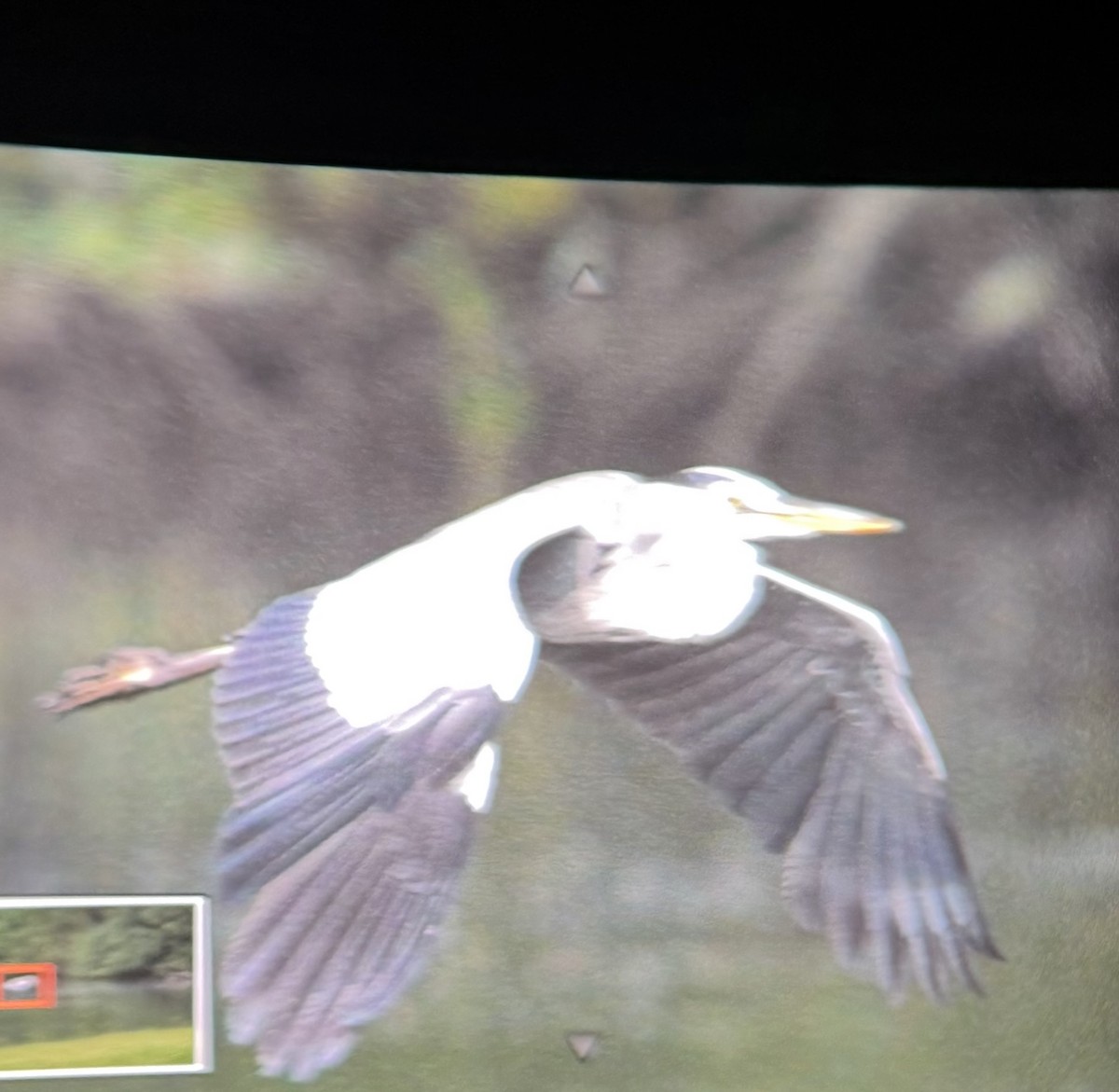 Gray Heron - ML645304727