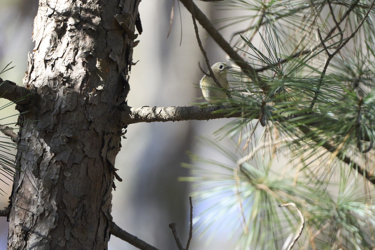 Goldcrest (Asian) - ML645304731