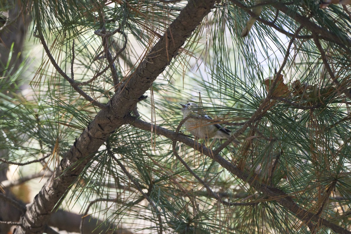 Goldcrest (Asian) - ML645304735