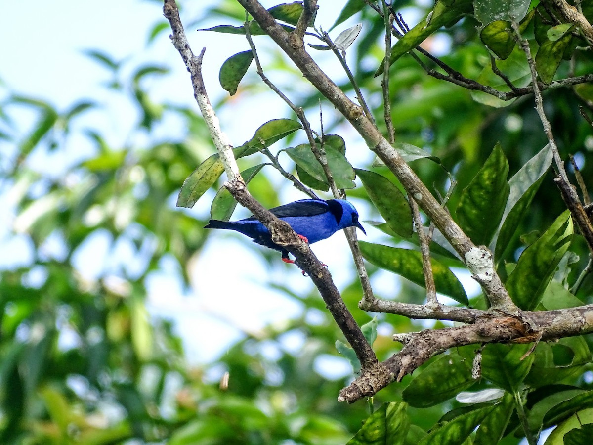 Red-legged Honeycreeper - ML645304743