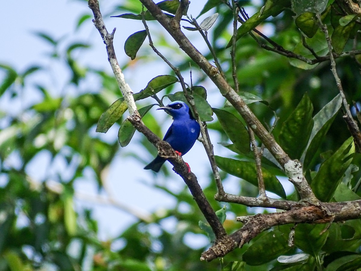 Red-legged Honeycreeper - ML645304744