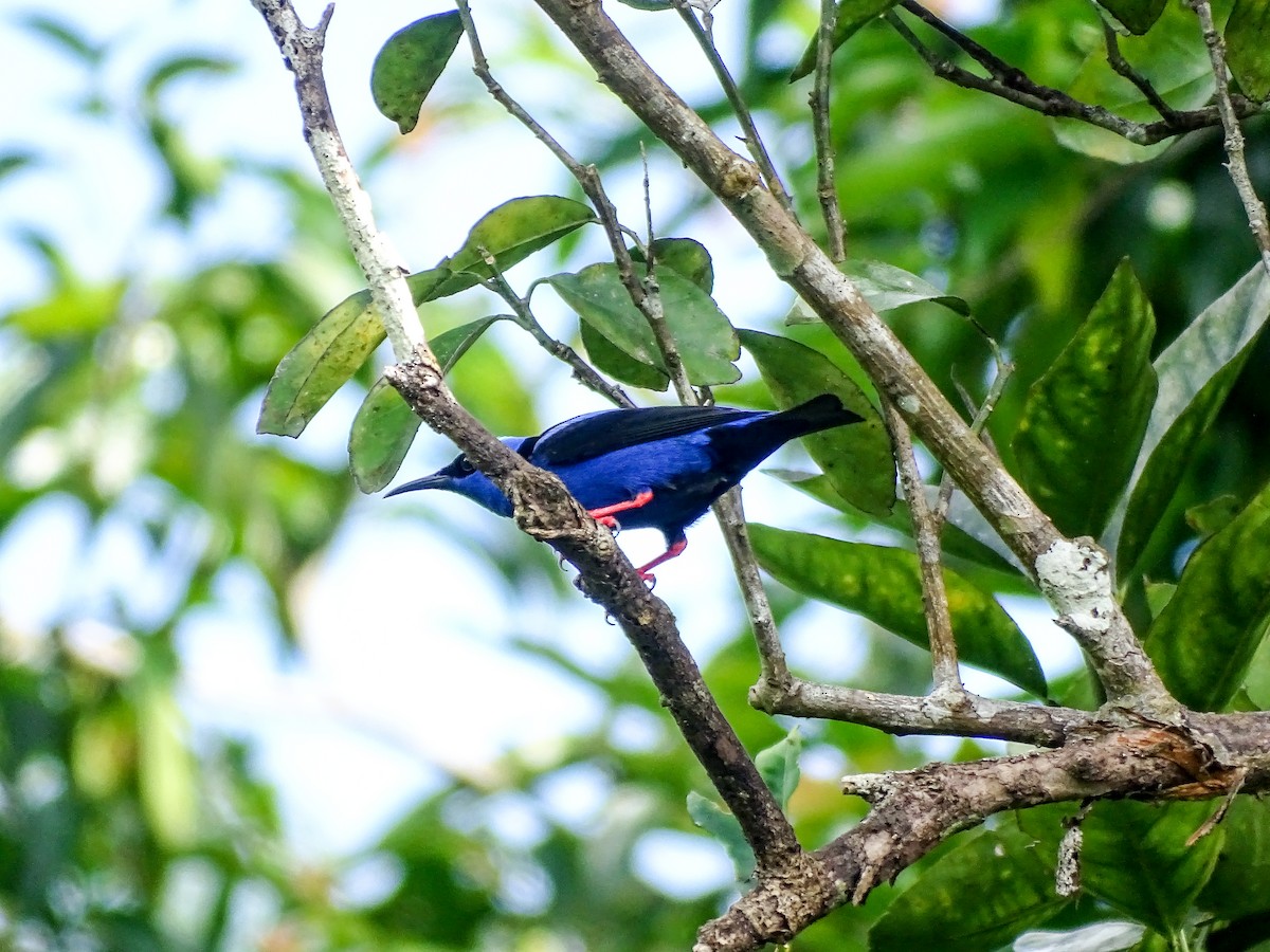 Red-legged Honeycreeper - ML645304745