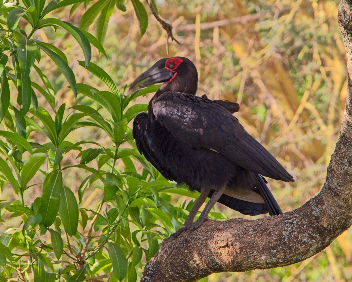 zoboroh jižní - ML645304748