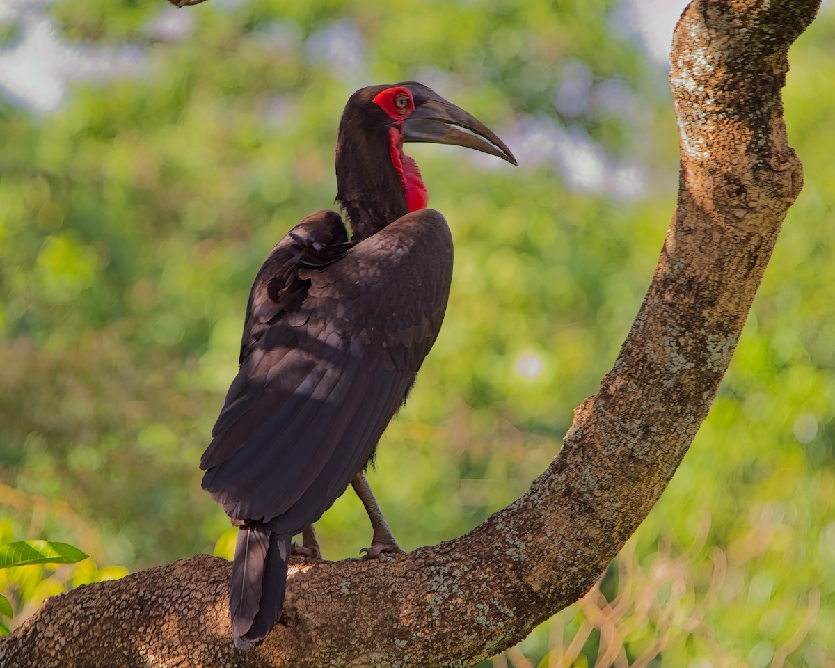 zoboroh jižní - ML645304749