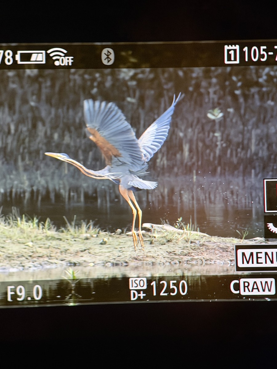 Purple Heron - ML645304754