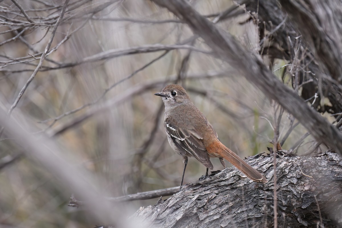 Southern Scrub-Robin - ML645304762