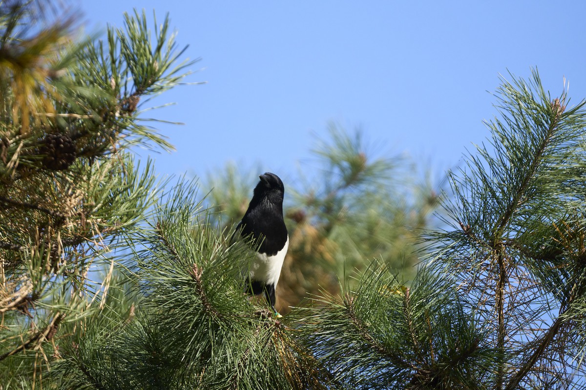 orientskjære - ML645304777