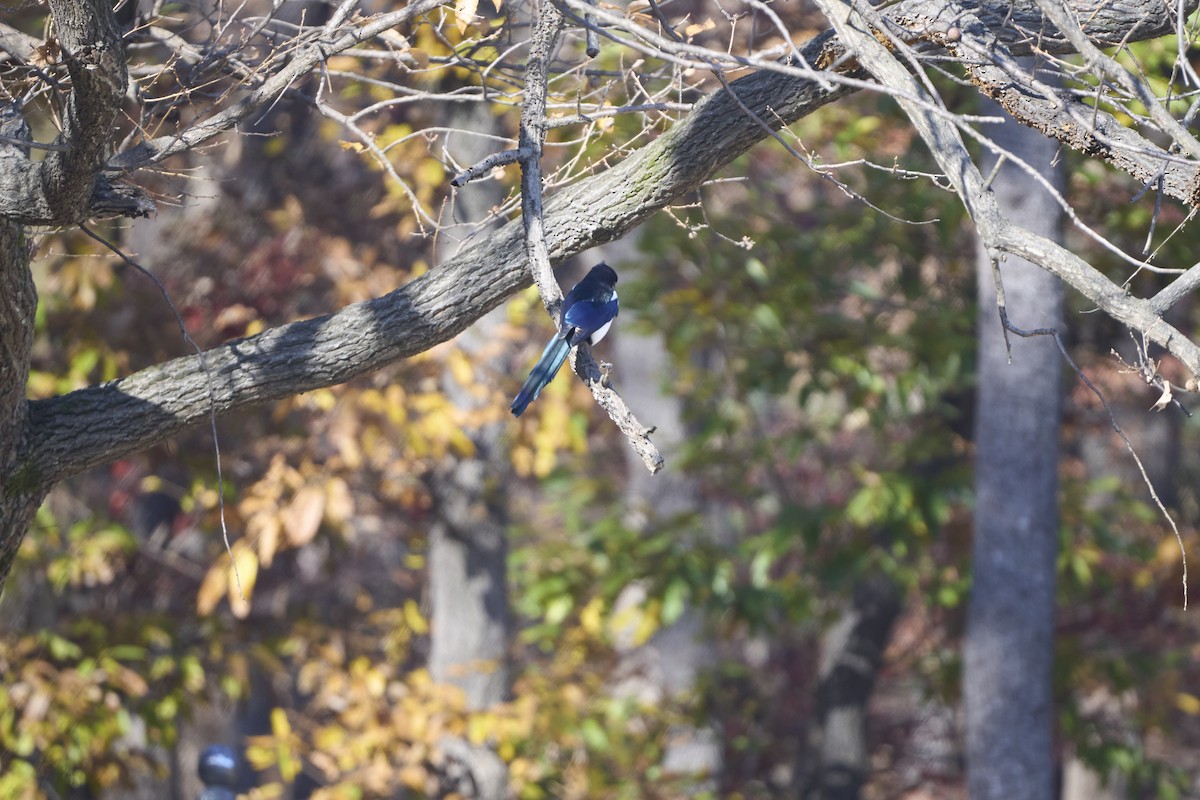 orientskjære - ML645304778