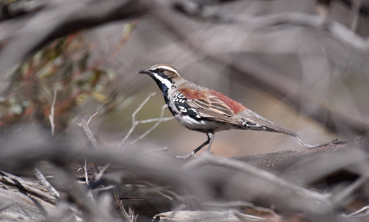 Chestnut Quail-thrush - ML645304790