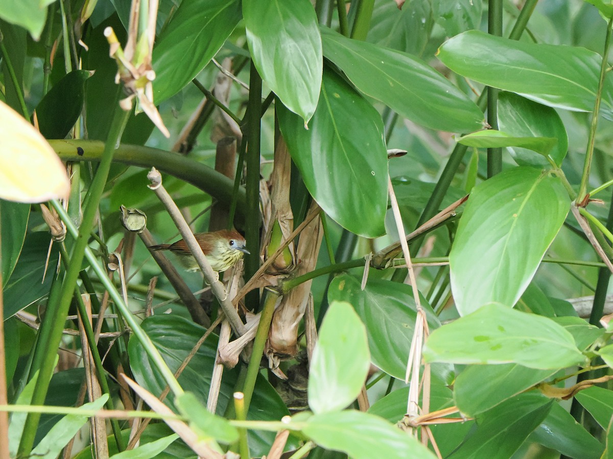 Pin-striped Tit-Babbler - ML645304852