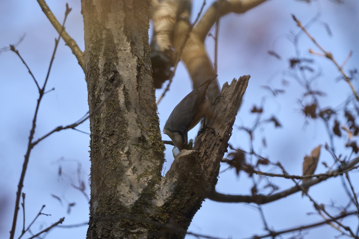 Garrapo eurasiarra [reoseilia Taldekoa] - ML645304853