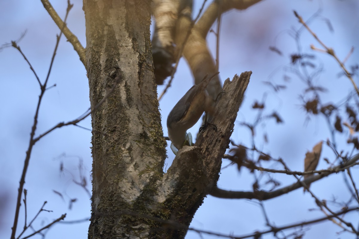 Garrapo eurasiarra [reoseilia Taldekoa] - ML645304854