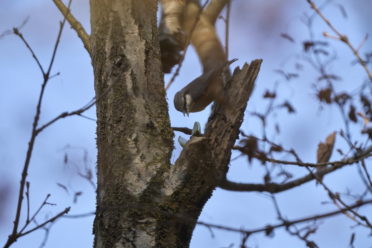 Garrapo eurasiarra [reoseilia Taldekoa] - ML645304855