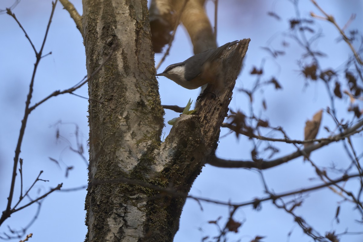 Garrapo eurasiarra [reoseilia Taldekoa] - ML645304856