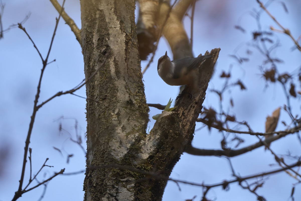 Garrapo eurasiarra [reoseilia Taldekoa] - ML645304857
