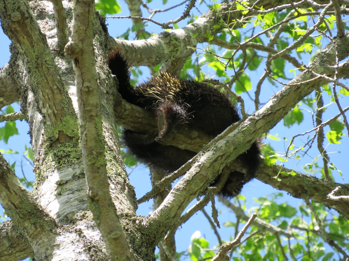 North American Porcupine - ML645304858