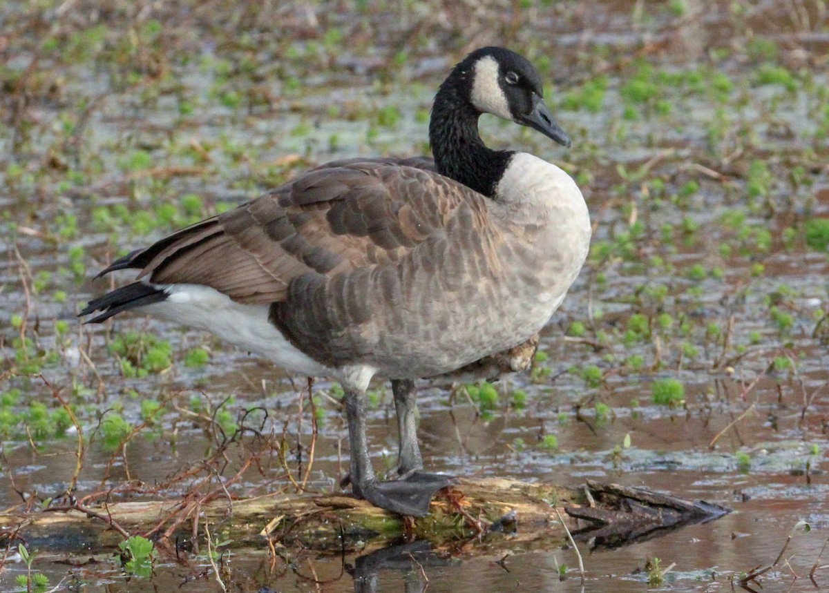 Barnacla Canadiense Grande - ML645304875