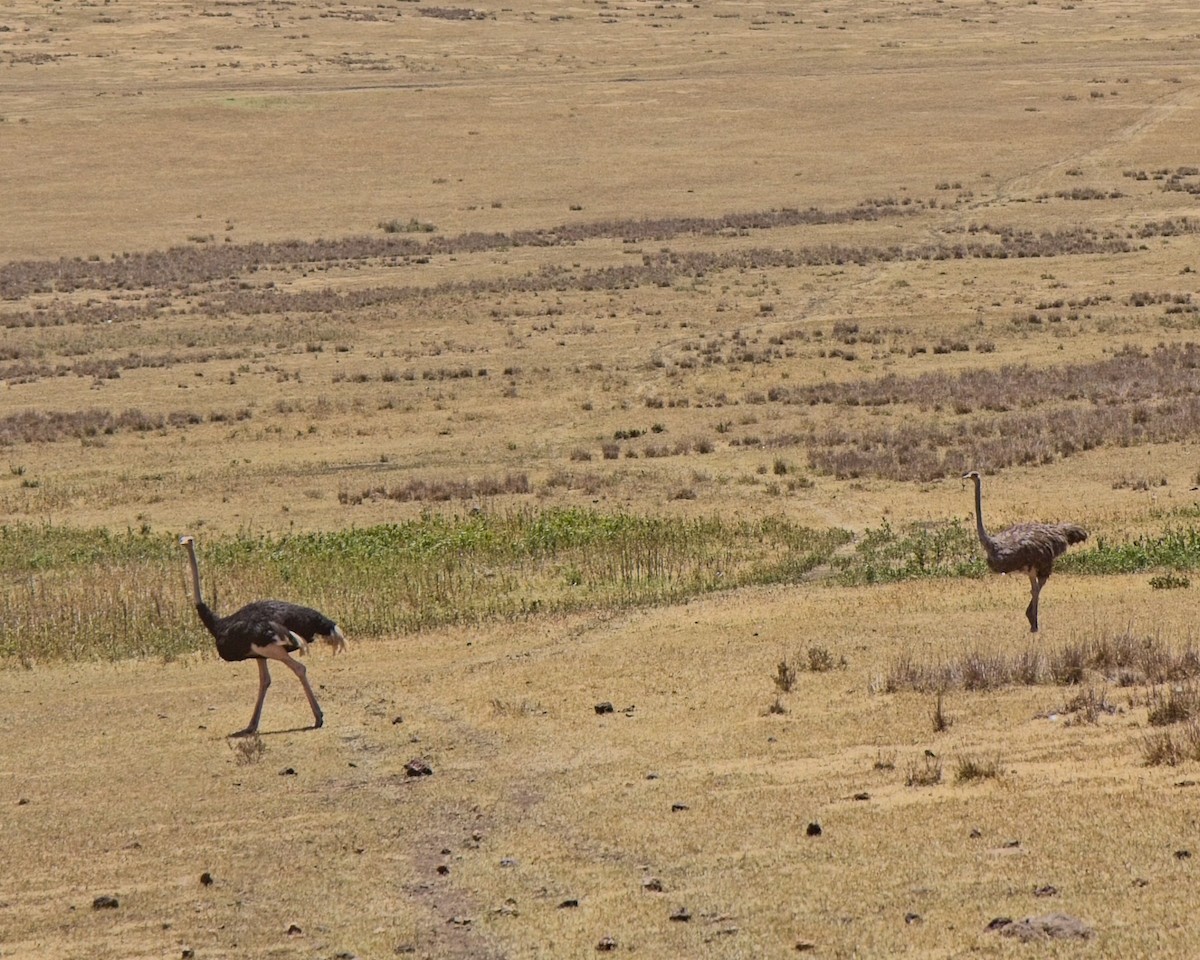 pštros dvouprstý - ML645304887