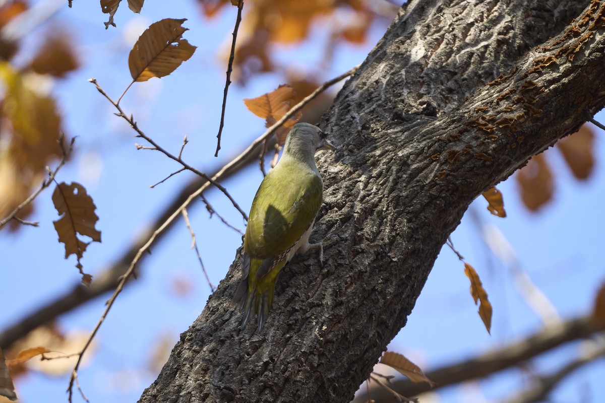 Pic cendré (canus/jessoensis) - ML645304890