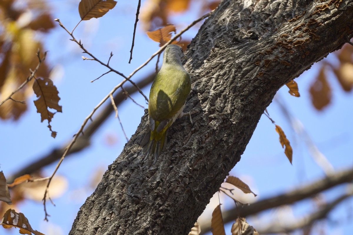 Pic cendré (canus/jessoensis) - ML645304891