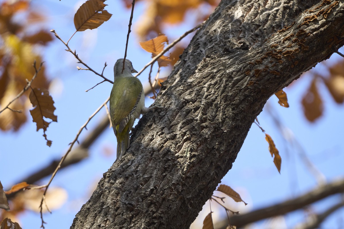 Pic cendré (canus/jessoensis) - ML645304892